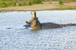 Photo: Hippo opening mouth in the Greater St. Lucia Wetland Park World Heritage Site, St. Lucia, South Africa Hippo opening mouth in the Greater St. Lucia Wetland Park World Heritage Site, St. Lucia, South Africa