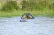 Photo: Two hippos bathing in water in the Greater St. Lucia Wetland Park World Heritage Site, St. Lucia, South Africa Two hippos bathing in water in the Greater St. Lucia Wetland Park World Heritage Site, St. Lucia, South Africa