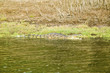 Photo: Crocodile bathing in sun at Greater St. Lucia Wetland Park World Heritage Site, St. Lucia, South Africa Crocodile bathing in sun at Greater St. Lucia Wetland Park World Heritage Site, St. Lucia, South Africa
