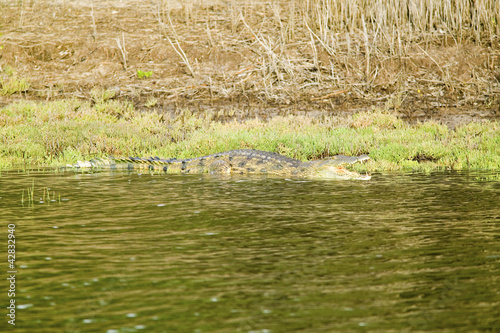 Photo: Crocodile bathing in sun at Greater St. Lucia Wetland Park World Heritage Site, St. Lucia, South Africa Crocodile bathing in sun at Greater St. Lucia Wetland Park World Heritage Site, St. Lucia, South Africa