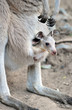 Australian western grey kangaroo with baby joey in pouch