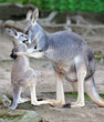 Australian western grey kangaroo embrace of baby joey