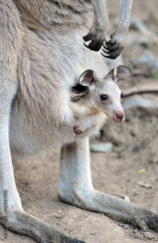 Photo: Australian western grey kangaroo with baby joey in pouch Australian western grey kangaroo with baby joey in pouch