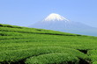 茶畑と富士