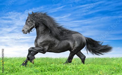 Photo: Friesian horse on a blue sky background Friesian horse on a blue sky background