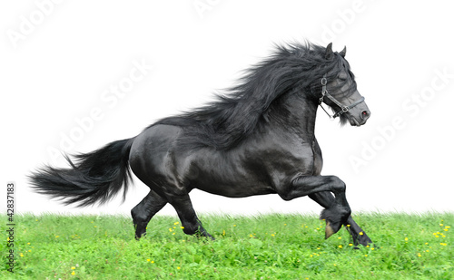 Photo: Friesian horse on a white background Friesian horse on a white background