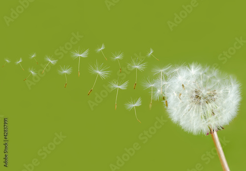 Photo: Pusteblume Pusteblume