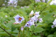 Kartoffelblüte