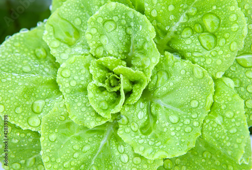 Photo: fresh hydroponics vegetable with water dew fresh hydroponics vegetable with water dew