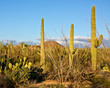 Cactus Landscape