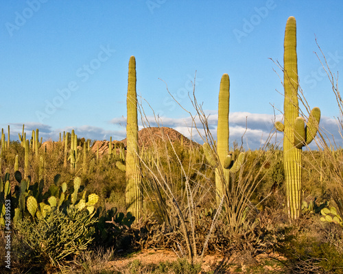 Photo: Cactus Landscape Cactus Landscape