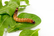 Mehlwurm auf Salat