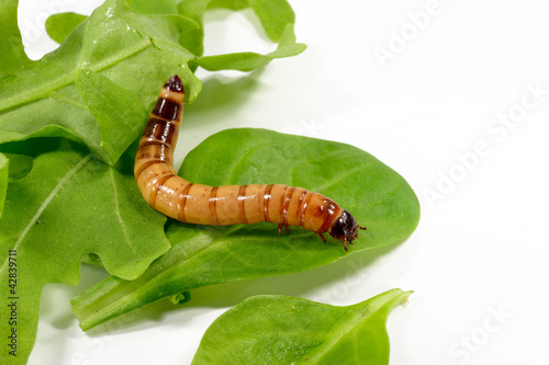 Photo: Mehlwurm auf Salat Mehlwurm auf Salat