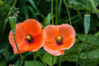 deux fleurs rouges
