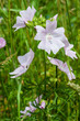 fleurs sauvages