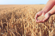 Wheat in the hand