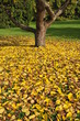 Blumeninsel Rheinau im Herbst