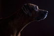 Foto: Rhodesian Ridgeback Portrait Lowkey Rhodesian Ridgeback Portrait Lowkey