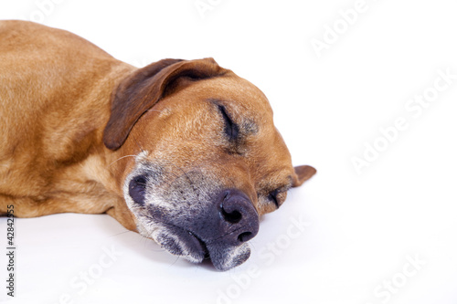 Foto: Rhodesian Ridgeback schläft Highkey Rhodesian Ridgeback schläft Highkey