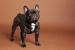 Französiche Bulldogge Studioaufnahme