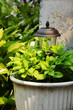 Basil in a Pot