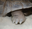 Tartaruga gigante