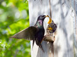 starling feed his nestling