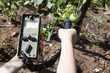 Foto: measuring radiation levels of vegetable measuring radiation levels of vegetable