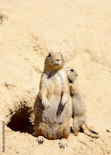 Photo: family of cute marmots family of cute marmots