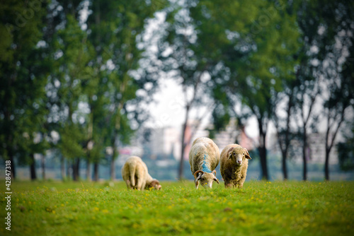 Photo: Sheep Sheep