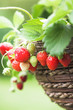 Photo: Fresh home grown strawberries Fresh home grown strawberries