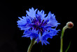 Beautiful cornflower