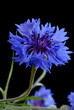 Beautiful cornflower