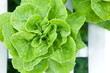 hydropics vegetable in green house