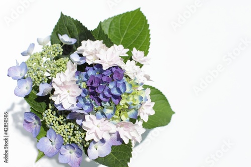Photo: 紫陽花アレンジ 紫陽花アレンジ