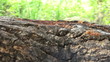 Video: Fire Ants On A Log Fire Ants On A Log