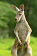 Kangaroo