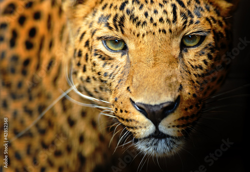 Photo: Leopard Leopard