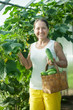 woman picking cucumbers