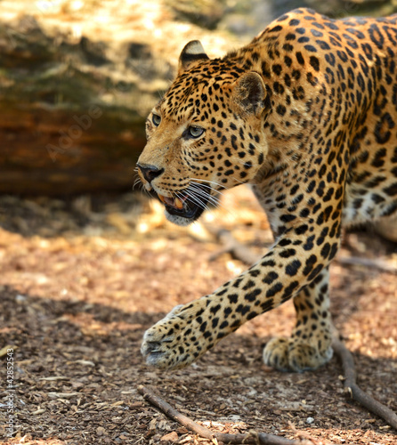 Photo: Leopard portrait Leopard portrait