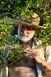 Photo: a farmer man in his garden a farmer man in his garden