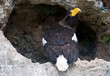 Photo: Stellers sea eagle Stellers sea eagle