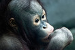 Close up of little orangutan (Pongo pygmaeus)