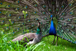 Photo: Peacock pair (Pavo cristatus) Peacock pair (Pavo cristatus)