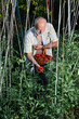 Photo: a farmer man collects tomatoes from garden a farmer man collects tomatoes from garden