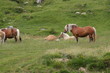 Cheval comtois