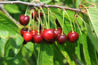 Kirschen