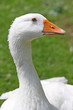 Foto: with goose with goose