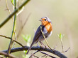 Foto: Songbird robin Songbird robin