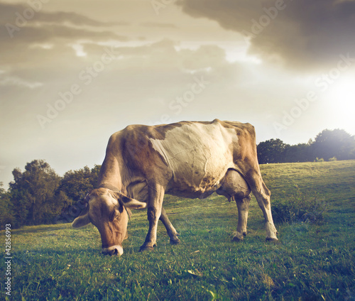 Foto: Farming Farming